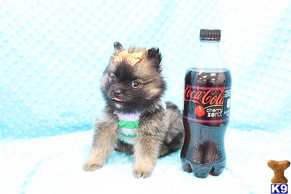 CMPuppyHeaven Picture 3